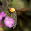 Multicolored Asian Lady Beetle