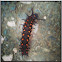 Pipevine Swallowtail Caterpillar