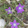 Purple  Epirus campanula