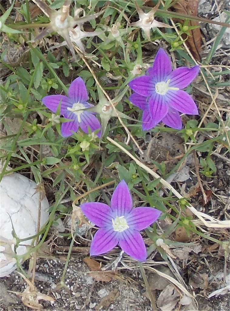 Purple  Epirus campanula