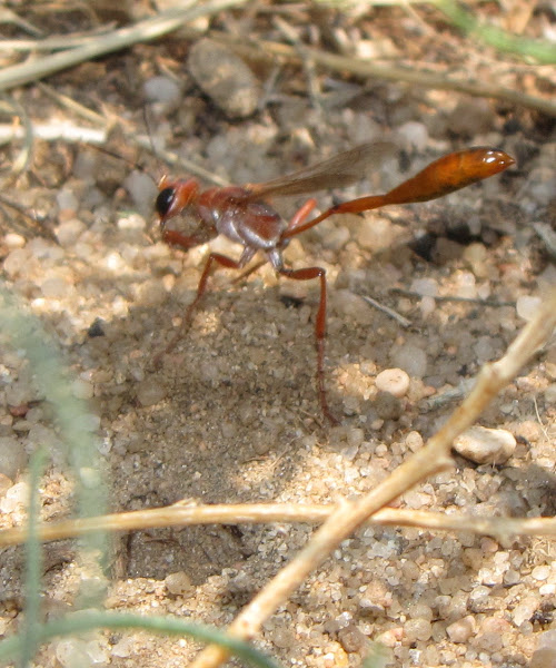 Thread-waisted Wasp | Project Noah