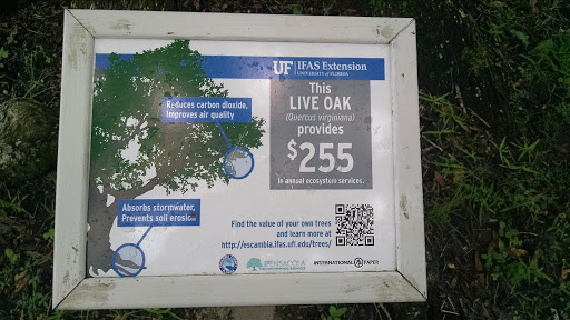 Quercus virginiana - IFAS Extension Tree Value Marker