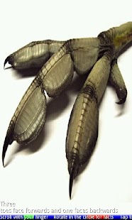 Animal Paws and Claws 2 FREE - náhled