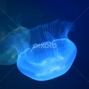 Jellyfish in shades of blue  by Dianne Collins - Animals Sea Creatures