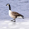 Canada Goose