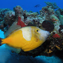 Whitespotted Filefish