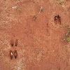 White-Tailed Deer (tracks)