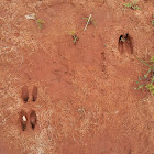 White-Tailed Deer (tracks)