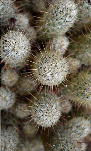 【免費娛樂App】CACTUS HD WALLPAPER-APP點子