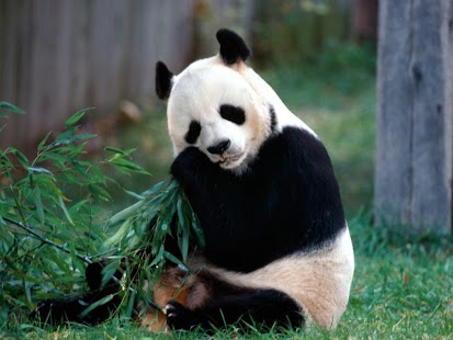 PANDA WALLPAPERS Screenshots 1