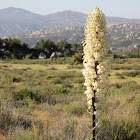 Yucca whipplei