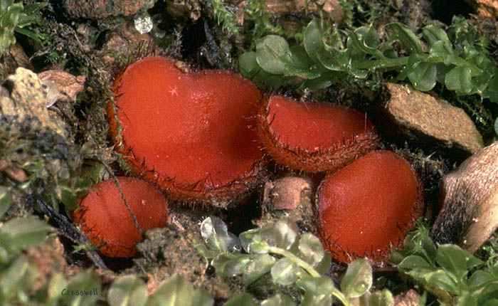 Eyelash Cup fungus
