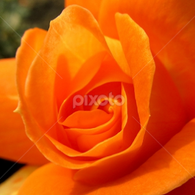 by প্রজ্ঞা পারমিতা - Flowers Single Flower