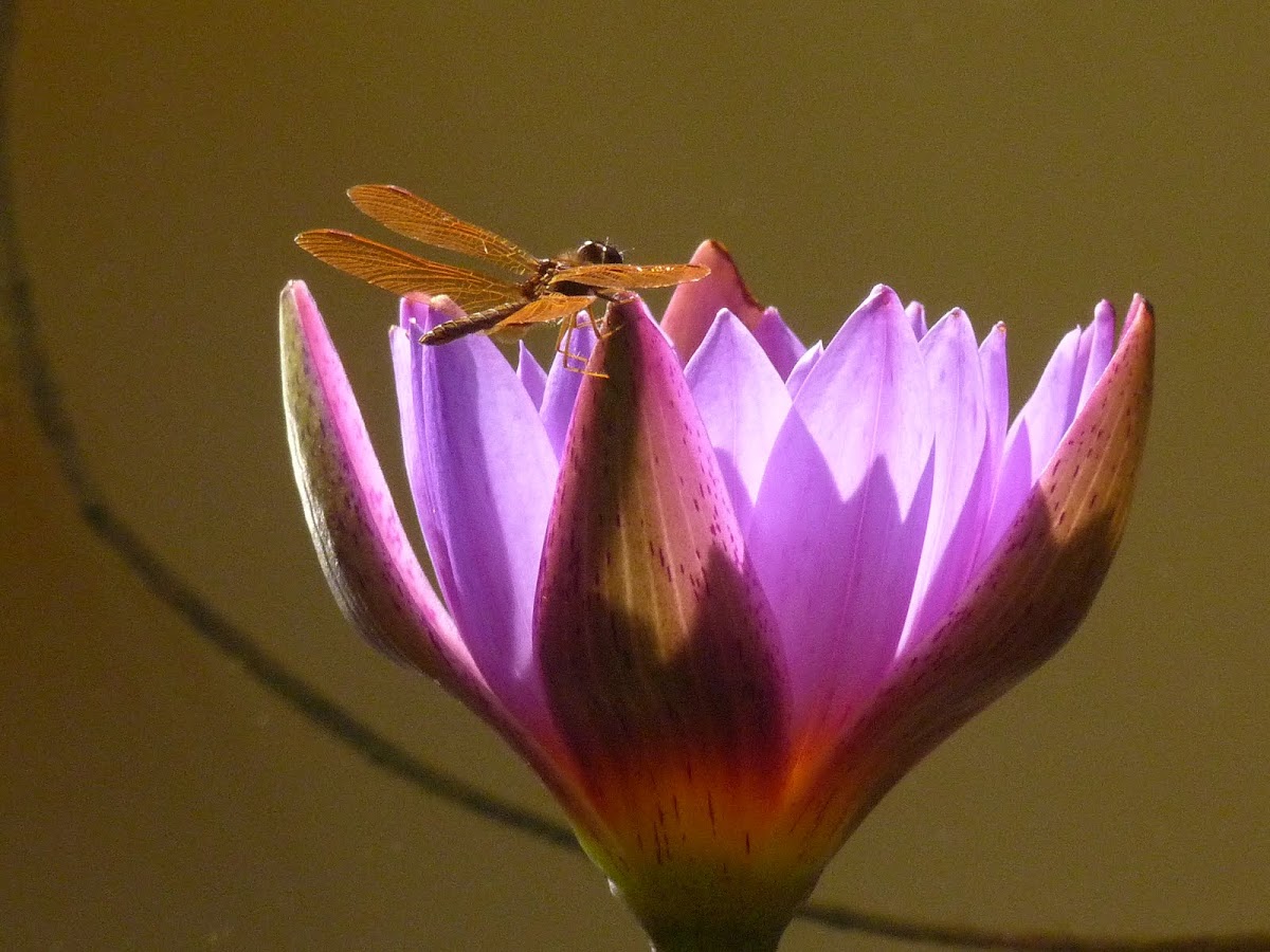 Dragonfly on waterlily
