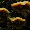 Jelly rot fungus