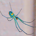 Orchard Spider