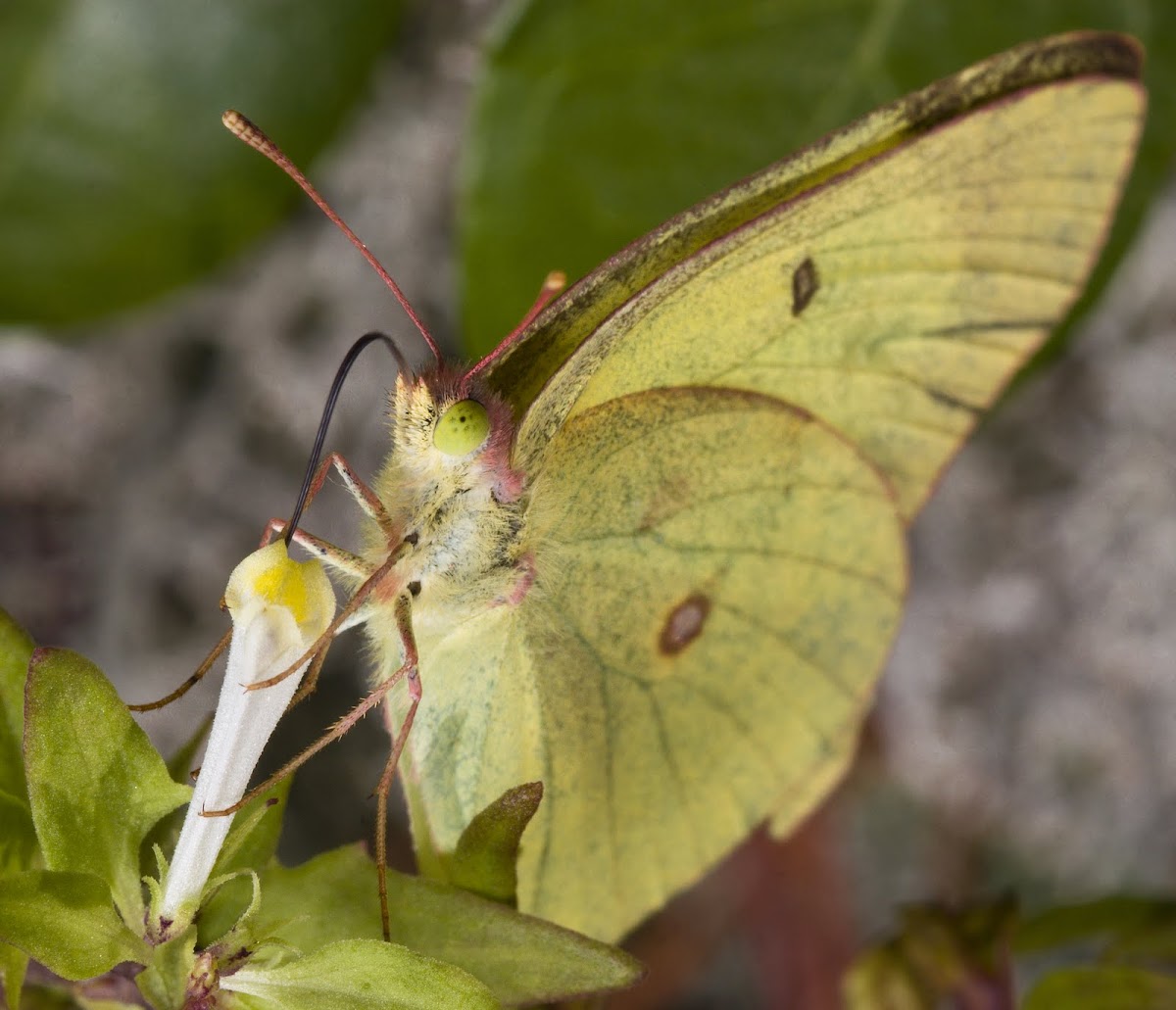 Clouded Sulphur Butterfly - Colias philodice