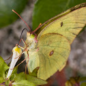 Clouded Sulphur Butterfly - Colias philodice