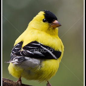 Goldfinch by Sue Matsunaga - Novices Only Wildlife