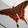 Eyetailed Moth