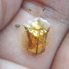 Golden Tortoise Shell Beetle