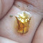 Golden Tortoise Shell Beetle