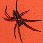 Ctenus Spider