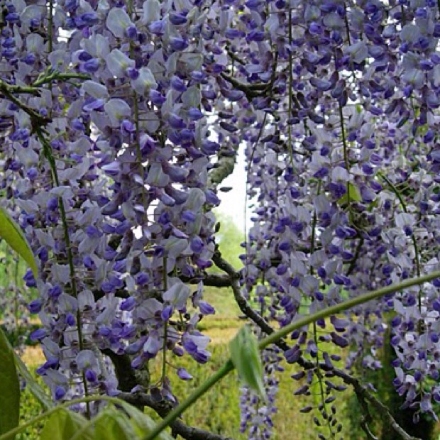 Wisteria floribunda (Glicinia lila)