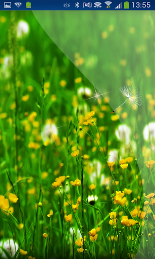 Dandelion Little Flowers HD