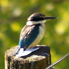 Sacred Kingfisher, aka Kōtare