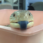 Blue-tongued skink