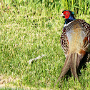 Ringneck pheasant