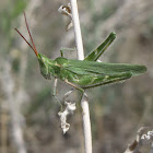 Green Fool Grasshopper