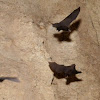 Bent-winged Bats