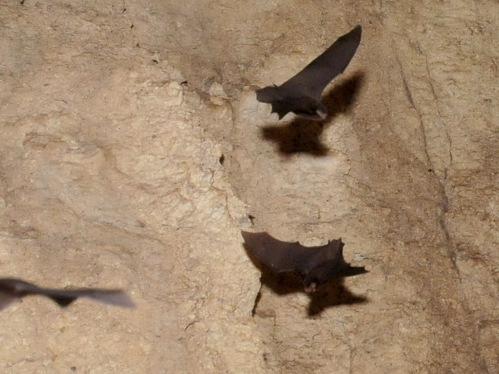 Bent-winged Bats