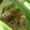 Red-vented Bulbul chicks