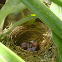Red-vented Bulbul chicks