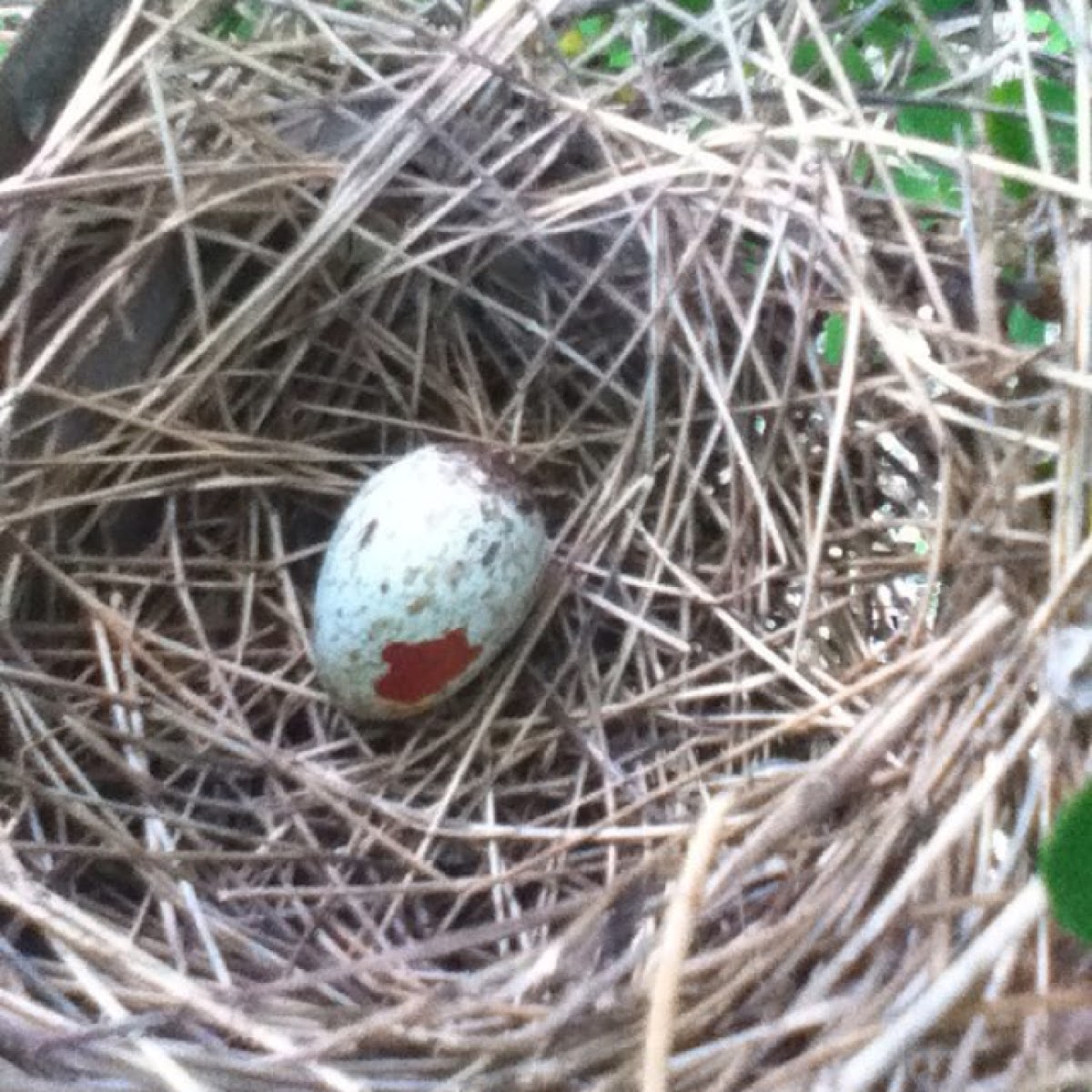 Northern Cardinal nest