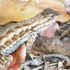 Coast Range Fence Lizard -