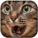 Funny Cat Sounds mobile app icon