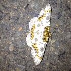 Magpie moth