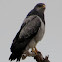 Black-Chested Buzzard-Eagle