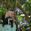 White-Headed Capuchin Monkey