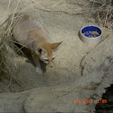 Fennec fox