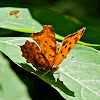 Eastern comma butterfly