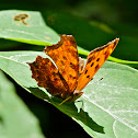 Eastern comma butterfly