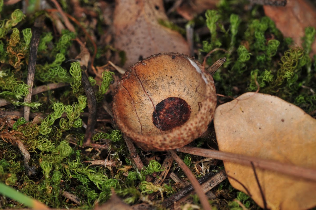 Holm oak acorn shell, cascara de bellota de encina