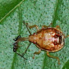 Spined Soldier Bug Nymph