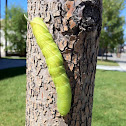 Great Ash Sphinx caterpillar
