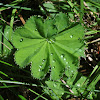 Lady's mantle